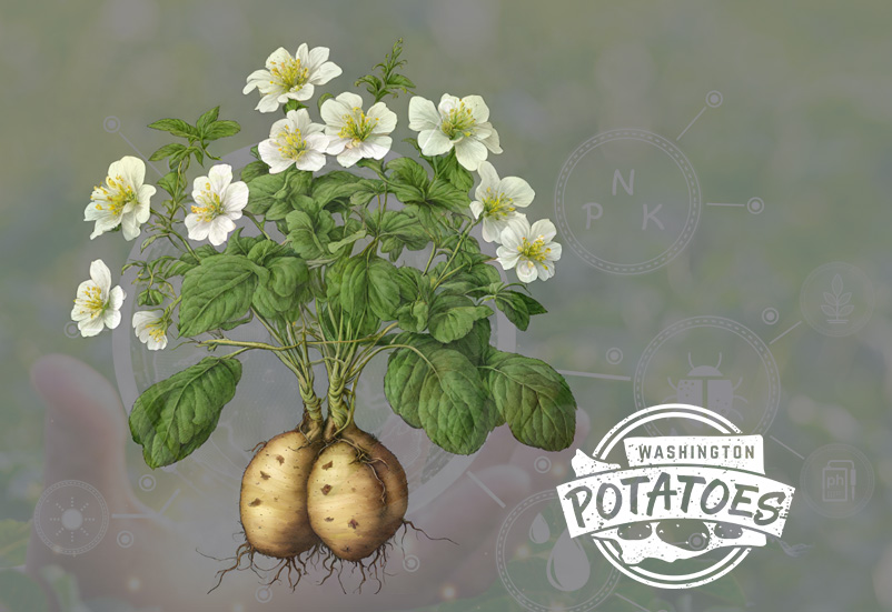 Potato Academy (potato plant image)