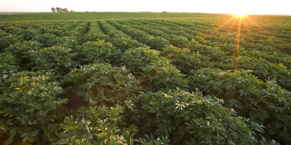 MUSTARD COVER CROPPING AND GREEN MANURING BEFORE POTATOES