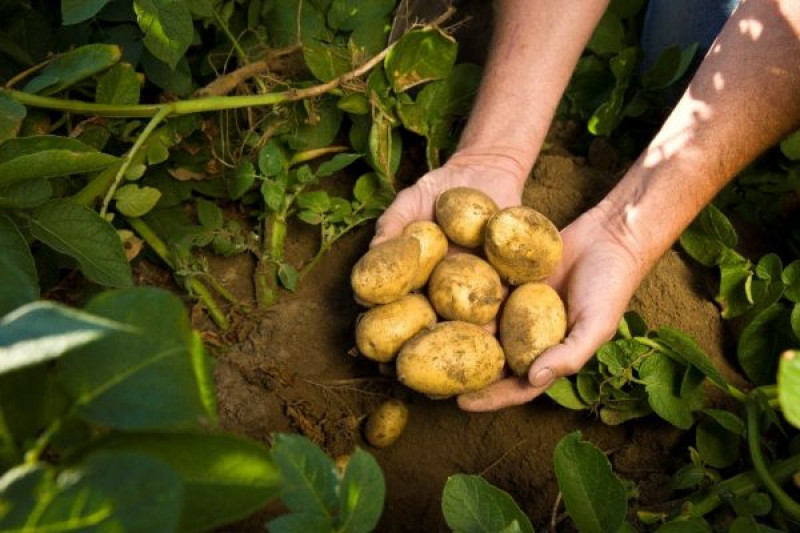 Washington Potato Growers Care