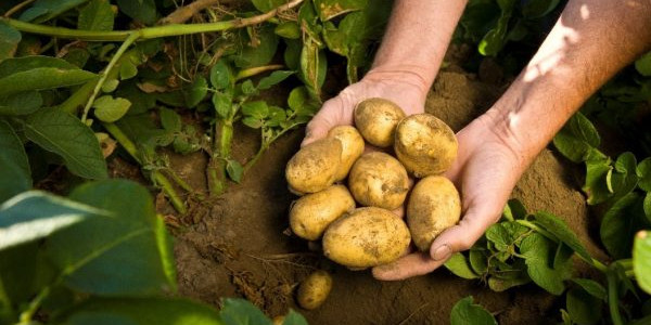 Washington Potato Growers Care