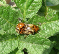 NEW RNA-BASED CONTROL FOR COLORADO POTATO BEETLE AVAILABLE IN WA